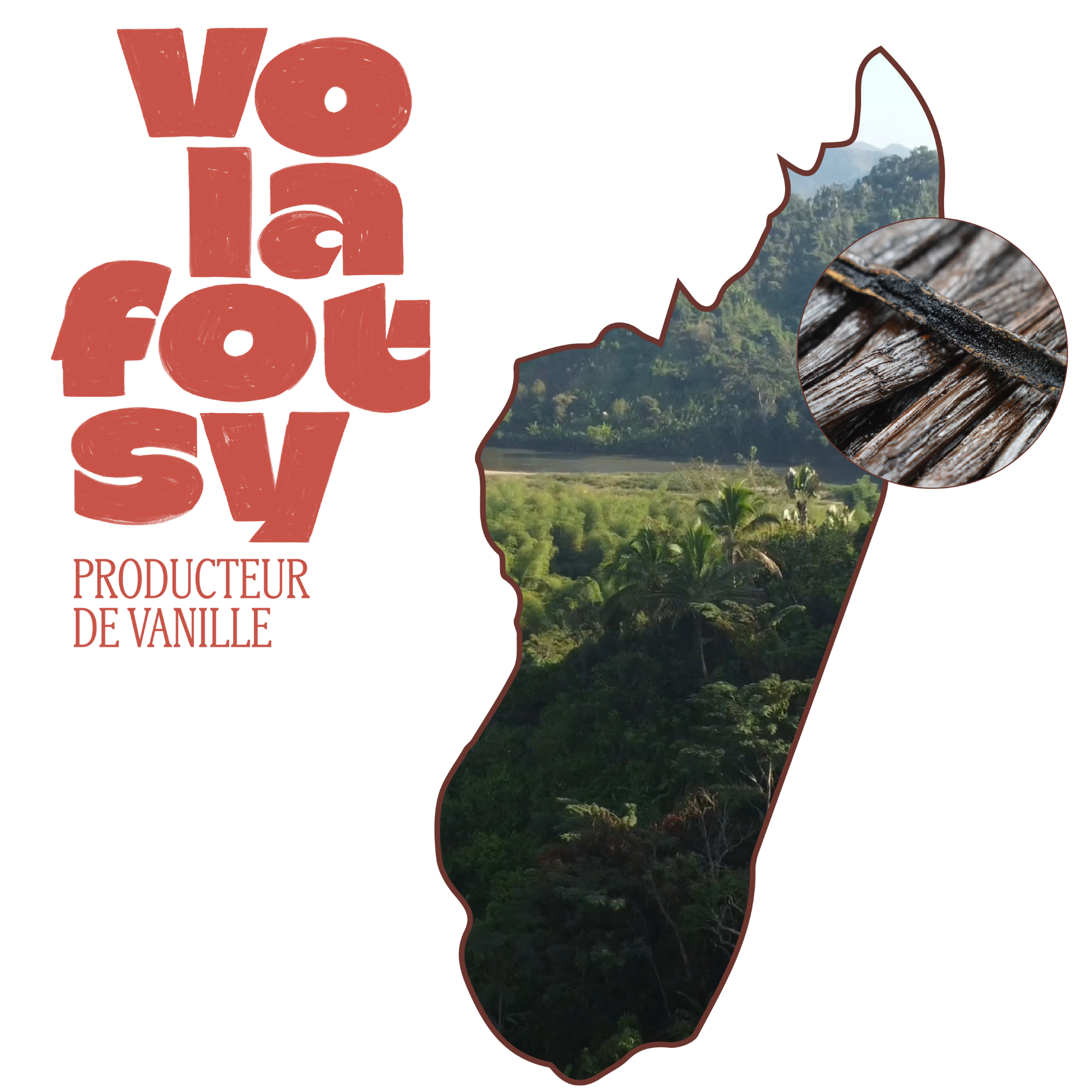 10 gousses 13 à 15 Cm -Vanille bourbon de Madagascar