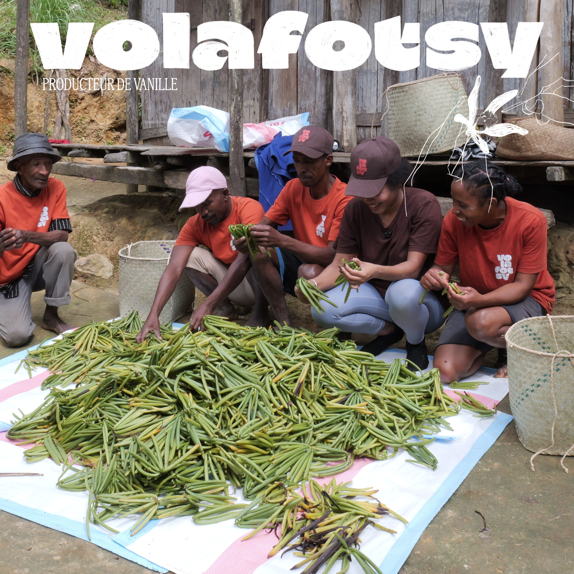 30 gousses + 10 OFFERTES 13 à 15 Cm -Vanille bourbon de Madagascar