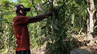 Qu'est-ce que la vanille Bourbon ? Tout savoir sur la vanille Bourbon de Madagascar
