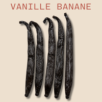Vanille banane 5 gousses - Vanille hybride Pompona